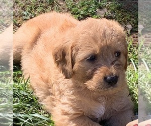 Doodle-Goldendoodle Mix Puppy for sale in WILKESBORO, NC, USA