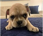 Small #6 French Bulldog
