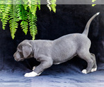 Small #13 Great Dane