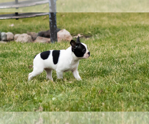Boston Terrier Puppy for sale in MILFORD, IN, USA