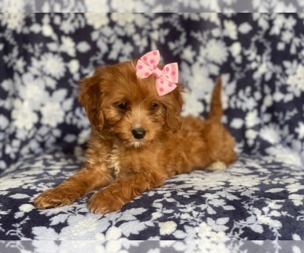 Medium Photo #13 Cavapoo Puppy For Sale in LAKELAND, FL, USA
