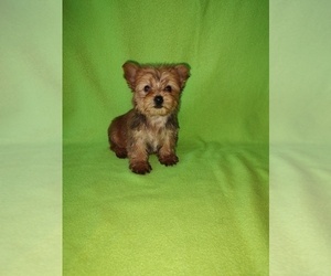 Yorkshire Terrier Puppy for sale in LAPEER, MI, USA