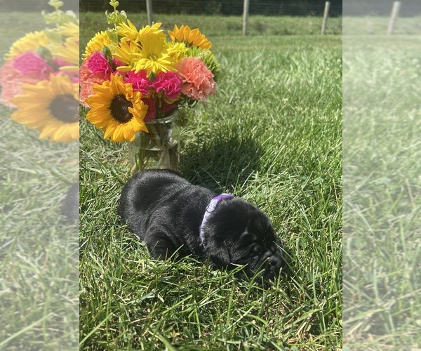 Medium Photo #2 Labrador Retriever Puppy For Sale in NEOLA, WV, USA
