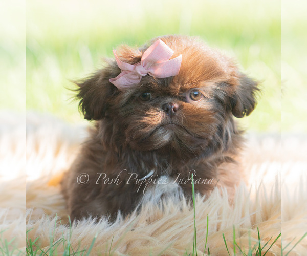 Medium Photo #6 Shih Tzu Puppy For Sale in WARSAW, IN, USA