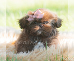 Small Photo #53 Shih Tzu Puppy For Sale in WARSAW, IN, USA