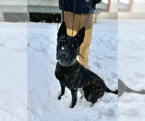 Father of the Dutch Shepherd Dog puppies born on 05/21/2025
