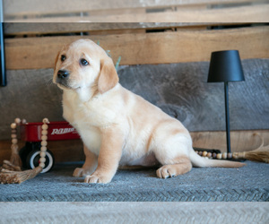 Medium Golden Labrador