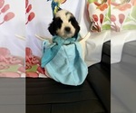 Puppy Puppy 1 Bordoodle