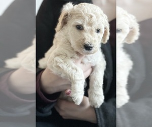 Goldendoodle Puppy for sale in LOXAHATCHEE, FL, USA