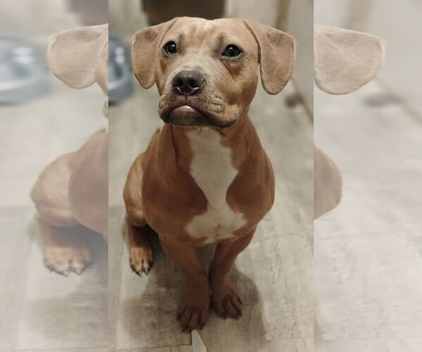 Medium Photo #7 Labrador Retriever-Unknown Mix Puppy For Sale in Alexander, AR, USA