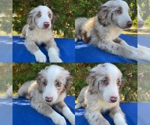 Miniature Australian Shepherd Puppy for sale in BROOKER, FL, USA