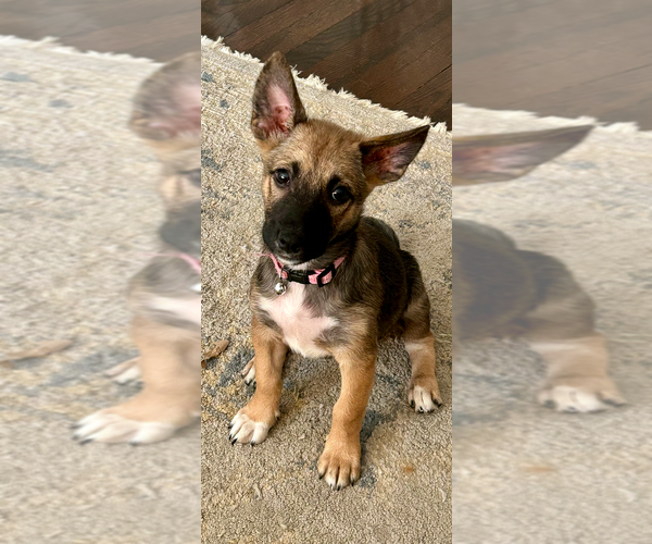 Medium Photo #4 Chihuahua-Spaniel Mix Puppy For Sale in Brewster, NY, USA