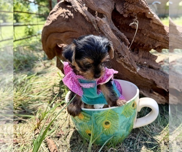 Medium Photo #13 Yorkshire Terrier Puppy For Sale in CASSVILLE, MO, USA