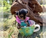 Small #12 Yorkshire Terrier