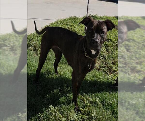 Medium Photo #1 American Staffordshire Terrier Puppy For Sale in Fort Lauderdale, FL, USA