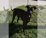 Small American Staffordshire Terrier