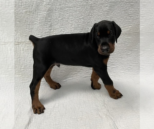 Medium Photo #6 Doberman Pinscher Puppy For Sale in FREDERICKTOWN, MO, USA