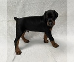 Small Photo #6 Doberman Pinscher Puppy For Sale in FREDERICKTOWN, MO, USA