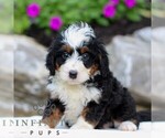 Small #3 Bernedoodle (Miniature)
