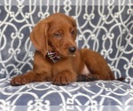 Small Photo #14 Golden Retriever-Goldendoodle Mix Puppy For Sale in LAKELAND, FL, USA