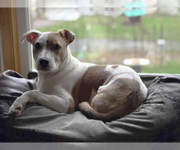 Medium Photo #10 Mutt Puppy For Sale in St. Louis Park, MN, USA