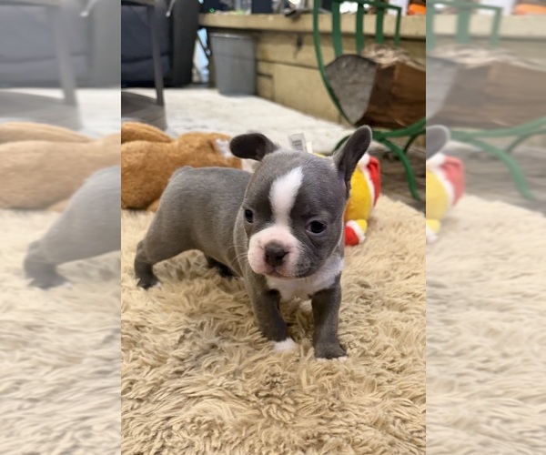 Medium Photo #9 Boston Terrier Puppy For Sale in FREDONIA, KS, USA
