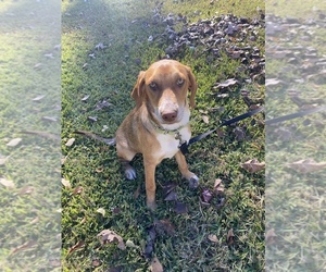 Catahoula Leopard Dog-Unknown Mix Dogs for adoption in LUFKIN, TX, USA
