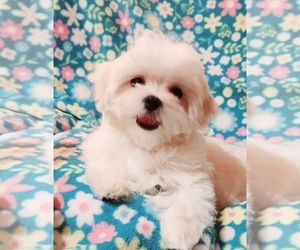Maltese Puppy for sale in BRANDON, MS, USA
