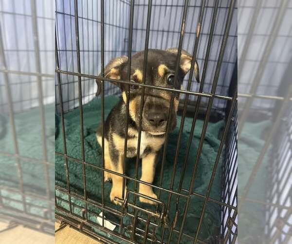 Medium Photo #5 Mutt Puppy For Sale in Rowlett, TX, USA