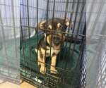 Small #4 Mutt