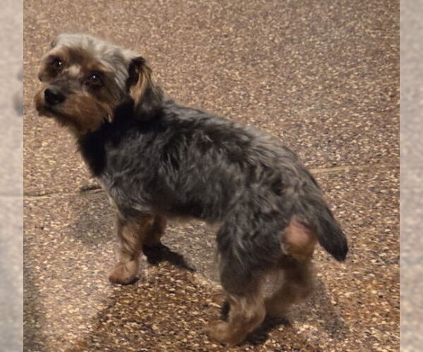 Medium Photo #2 Mutt Puppy For Sale in Spring, TX, USA