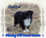 Image preview for Ad Listing. Nickname: Sashimi