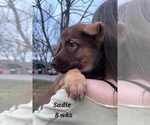 Small #10 German Shepherd Dog-Siberian Husky Mix
