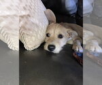 Small #1 Mutt