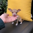 Small Photo #3 Chihuahua Puppy For Sale in HOUSTON, TX, USA