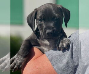 Pointer-Unknown Mix Dogs for adoption in Dana Point, CA, USA