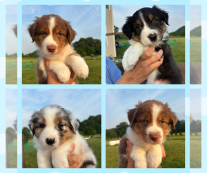 Australian Shepherd Puppy for Sale in NILES, Michigan USA