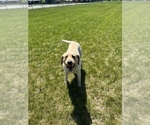Small Photo #1 Labrador Retriever Puppy For Sale in SPOKANE, WA, USA