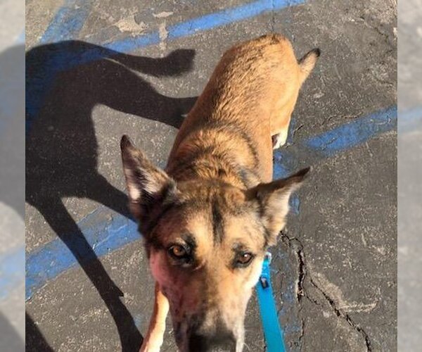 Medium Photo #13 Australian Shepherd-German Shepherd Dog Mix Puppy For Sale in Dana Point, CA, USA