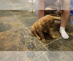 Small #1 Golden Retriever