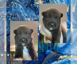 Siberian Husky Puppy for sale in FORT PLAIN, NY, USA