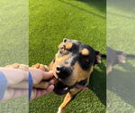 Small #1 Rottweiler Mix