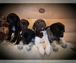 Small Photo #4 German Shorthaired Pointer Puppy For Sale in GAFFNEY, SC, USA
