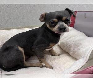 Chihuahua Dogs for adoption in Tracy, CA, USA