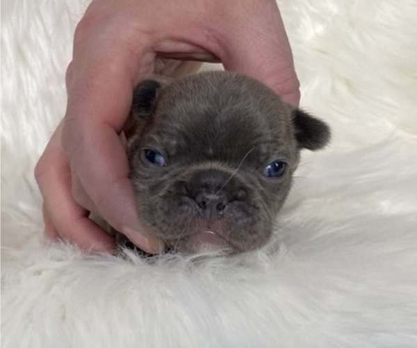 Medium Photo #5 French Bulldog Puppy For Sale in SOMERS, MT, USA