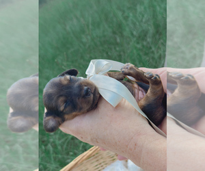 Dachshund Puppy for sale in ABBEVILLE, GA, USA