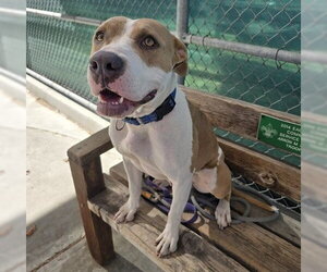 Mutt Dogs for adoption in Martinez, CA, USA