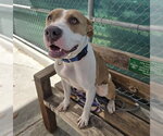 NELLIE - Female Mutt Dog for Adoption - Small photo