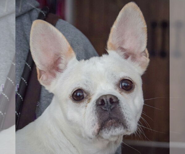 Medium Photo #3 French Bull Weiner Puppy For Sale in Huntley, IL, USA