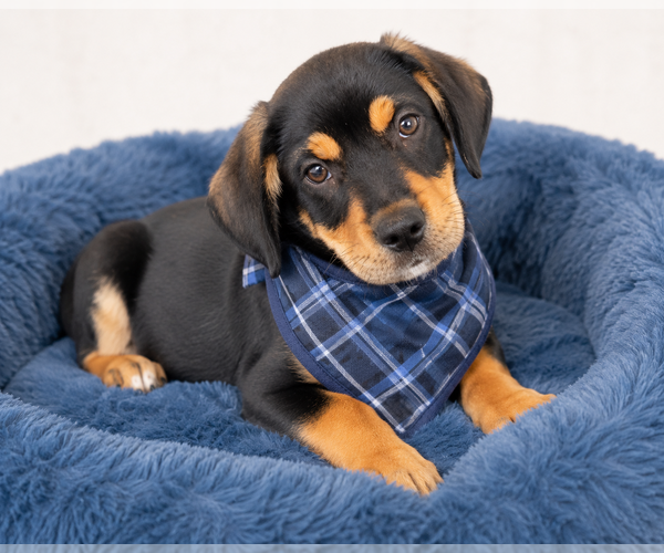 Medium Photo #2 Beagle-Unknown Mix Puppy For Sale in Mt. Laurel, NJ, USA